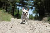BOULEDOGUE FRANCAIS 055